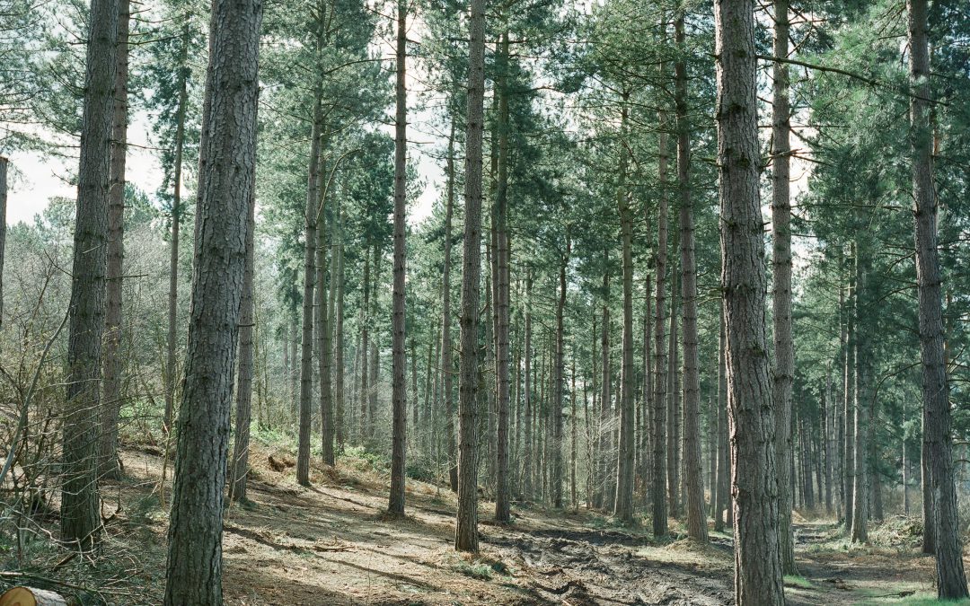 Aplicaciones para bosques sostenibles